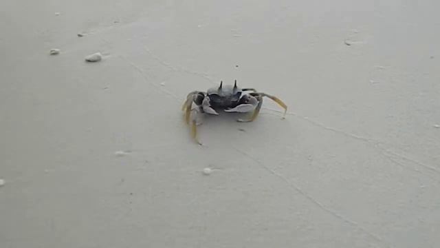 Бегающий крабик :)) смотреть онлайн