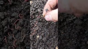 Черный принц черви из коконов