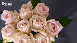 Fialová růže BOUNTY WAY - Florea.cz