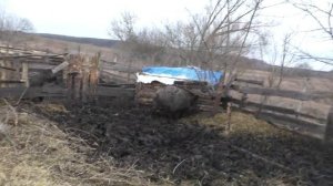 Вьёт гнездо перед родами. Кабаниха решила потрудиться, но в итоге тружусь я