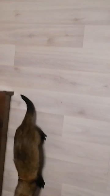 #животные #animals #хомяк #смешно#весело смотреть онлайн