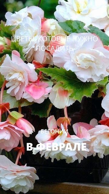 ПОСАДКА. ЦВЕТЫ.  #цветы #длякрасоты #рассада  #красивыецветы #что посадить  #нежныецветы