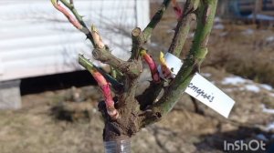 Распаковка посылки с розами из питомника Усадьба роз