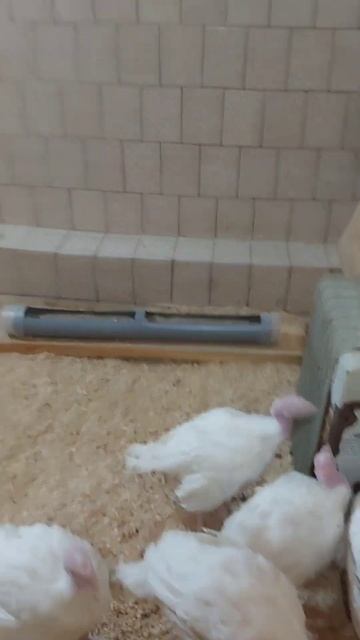 любопытные индюшата смотреть онлайн