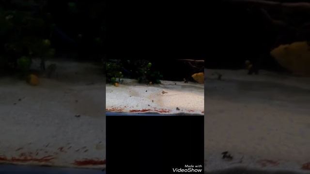 stingrays tigre potamotrygon menchacai смотреть онлайн