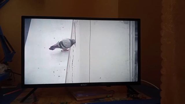 Ворон в реальной жижне🤣🤣🤣 смотреть онлайн