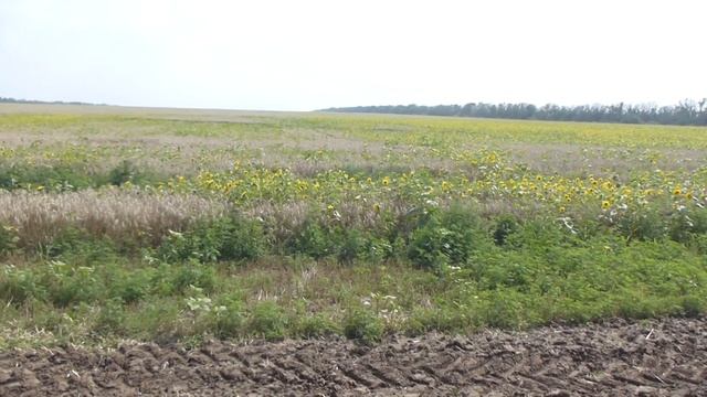 агрономы класса пепси смотреть онлайн