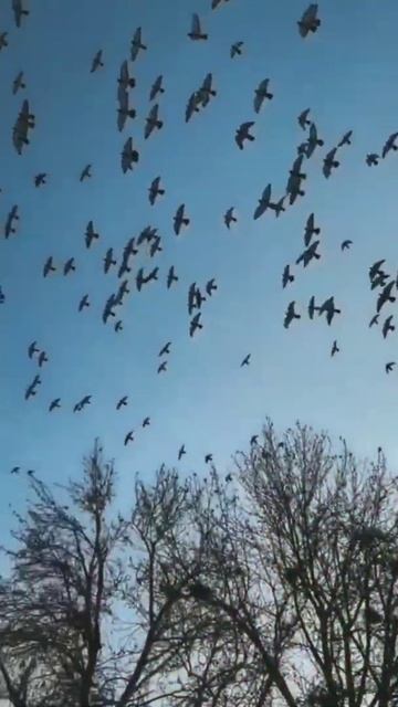 New Best Hindi status 2021 // new whatsapp status 2021 //whatsapp status || it's sanu creation смотреть онлайн