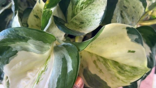 Moss Stick ನಲ್ಲಿ ಬೆಳೆಯಬಹುದಾದ Best Plants ಯಾವ್ಯಾವುದು ? Pothos / Philodendron / Syngonium/ English Iv