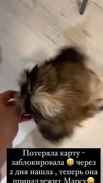 Ши-тцу Марсель. Отправляем в магазин за вкусняшками🍗 смотреть онлайн