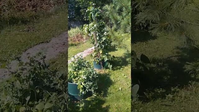 необычный способ: выращивание картофеля в бочке)