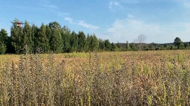 Обробка посівів гречки компанією "AgroAviator" смотреть онлайн