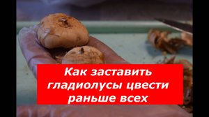 Проращивание гладиолусов # цветы # советы # проращивание луковиц # гладиолусы