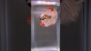 Рыбка петушок
Moscow Best BETTA