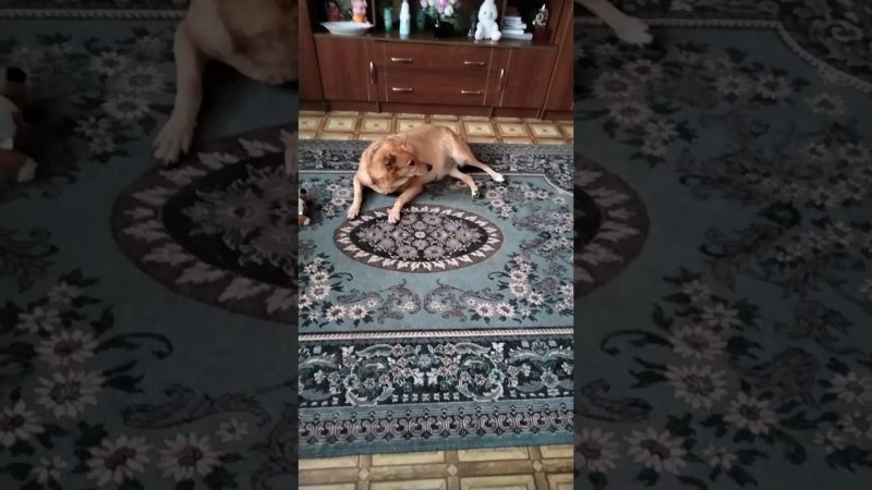 Найда спать хочет