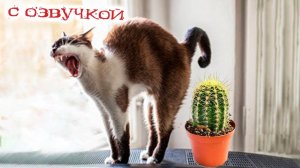 ПРИКОЛЫ С КОТАМИ! - С ОЗВУЧКОЙ! Самые смешные животные! СМЕШНЫЕ КОТЫ!
