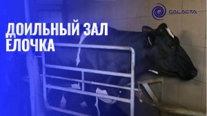 Доильный зал «ЁЛОЧКА 2х5» с командоконтроллерами Kompas 500. ООО ГАЛАКТА