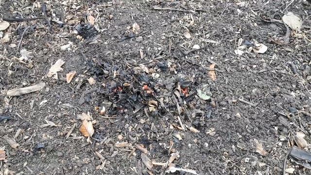 How to Grow Forced Rhubarb смотреть онлайн