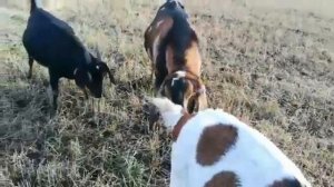 Покрытие нубийской козы