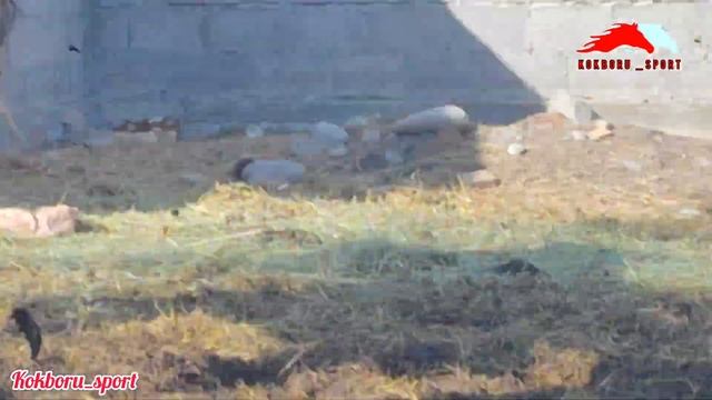 Таза жылкылар экен 👍👆 +996703930777 смотреть онлайн