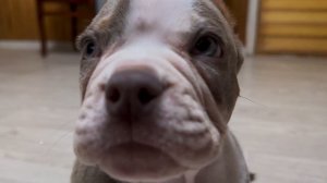 УЧИМ ПЕРВЫЕ КОМАНДЫ СО ЩЕНКОМ