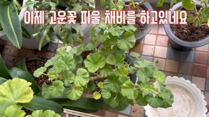 @홑겹제라늄/여름을 잘 보낸 우리제라늄은?~~      작은 화분보다 좀 큰화분을 사용하며 분갈이도 자주하지 않고 흙을 90%사용 합니다
