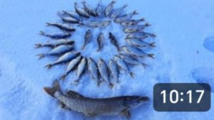 Щука, окунь, плотва. Было всё, даже щурята на удочку. Рыбалка в конце марта.