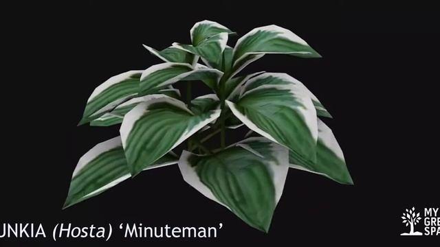 Poznaj rośliny MyGreenSpace - Funkia, cz. 3 смотреть онлайн