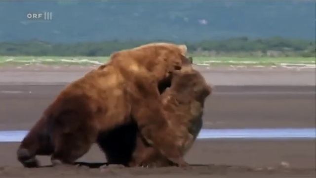 Grizzly Bear VS Brown Bear (Fight - Hunt - Attack) by Clever Animals смотреть онлайн