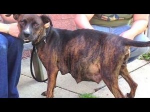 Беременная самка питбуля отказывается рожать. Только после узи ветеринар понимает почему…