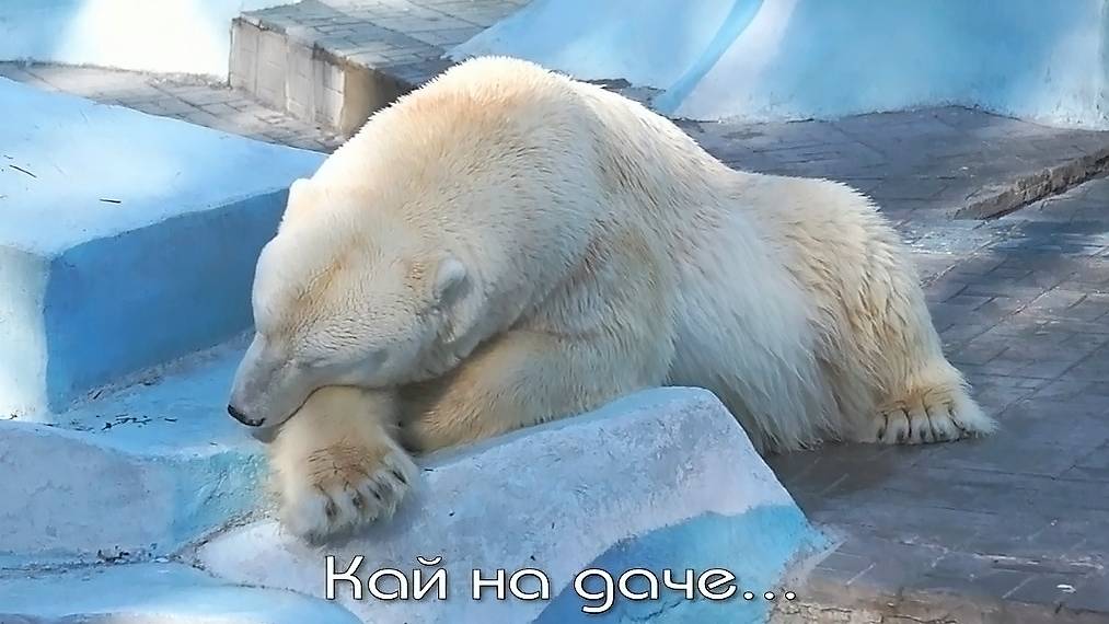 У  медведей страсти улеглись, Герда прогуливается, Кай плавает, а медвежата  купаться не хотят.
