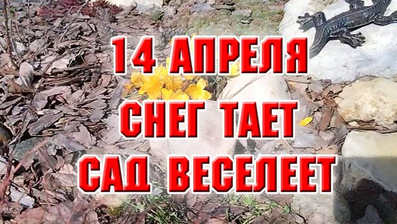 14 апреля. Снег тает. Сад веселеет