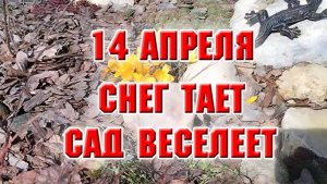 14 апреля. Снег тает. Сад веселеет