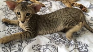 Ориентальный котёнок