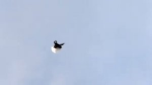 СВГ голуби, молодёжь рябыши обучаем летать