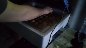 Инкубатор Ряба 64 первый раз пробуем что получится