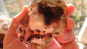 Моховый агат