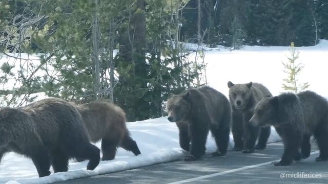 Here she is! First Sighting of Grizzly Bear 399 and Her 4 Cubs Emerging From Hibernation 2022 смотреть онлайн