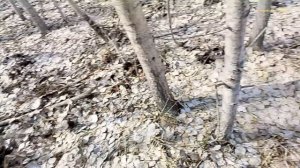 Поиск металла на том же месте, и узнал в каком году было.