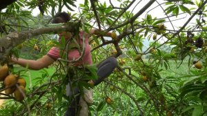 Harvesting Lychee Fruit & Chicken Eggs Fruit Go To Market Sell || Phương - Free Bushcraft