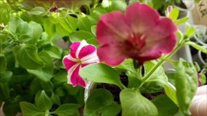 Работа в теплице. Сею зелень. Рассада петунии 🌸