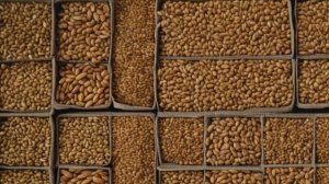 Как вырастить арбузы и дыни - Огородник