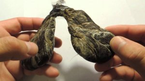 бобровая струя лечит давление