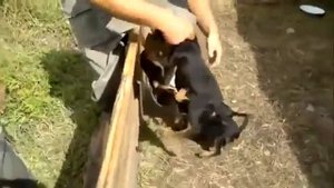 Злобные собаки чуть не разорвали мужика в клочья