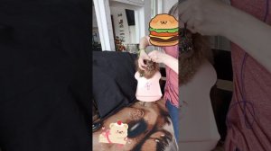 Ника снова села на диету🤣🤣😂😂а мясо есть нужно😂#Nika.poodle
