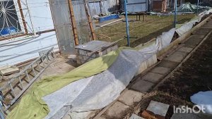 виноград в Нижегородской области на апрель 2025г