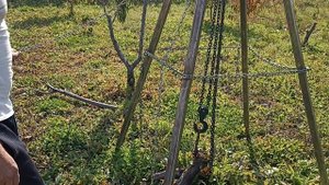 Эксперементы с корчеванием пней ручной талью.