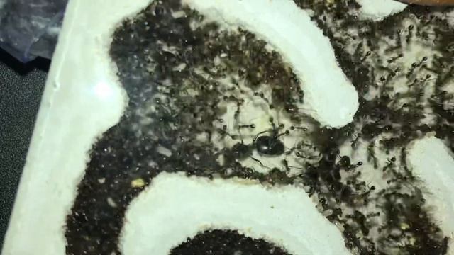 Rhea queen moving around da nest смотреть онлайн