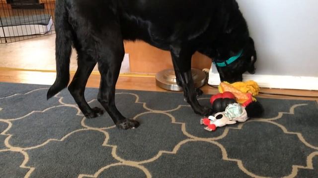 TPLO Surgery - 1.5 years post op смотреть онлайн