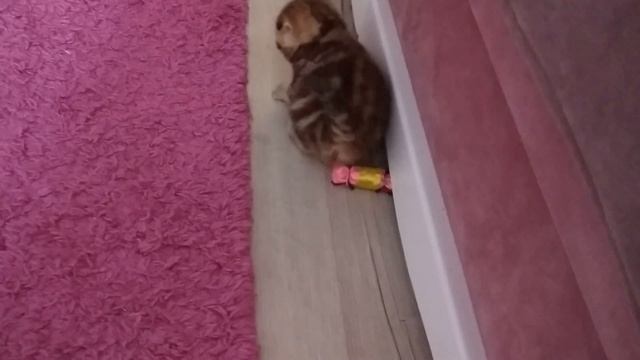 Про мою кошку Бусю смотреть онлайн